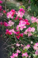 玉龙公园花海