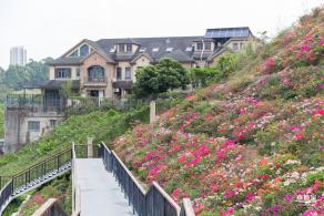 玉龙公园花海