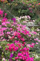 玉龙公园花海