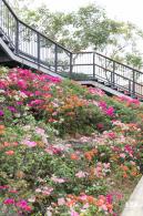 玉龙公园花海