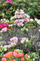 玉龙公园花海