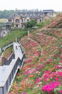 玉龙公园花海