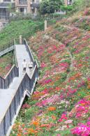 玉龙公园花海
