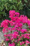 玉龙公园花海