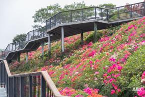 玉龙公园花海