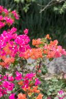 玉龙公园花海
