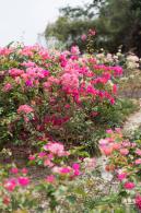 玉龙公园花海
