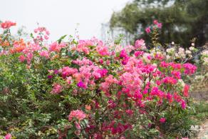 玉龙公园花海