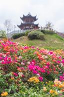 玉龙公园花海