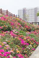 玉龙公园花海