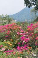 玉龙公园花海