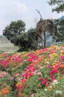 玉龙公园花海