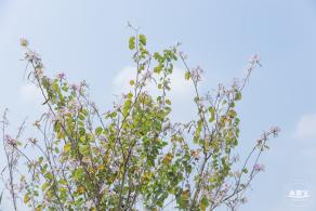 玉龙公园花海