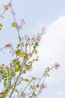 玉龙公园花海