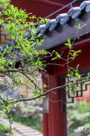 玉龙公园花海