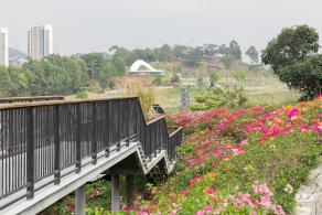玉龙公园花海