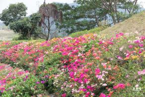 玉龙公园花海