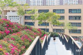 玉龙公园花海