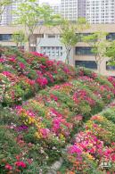 玉龙公园花海