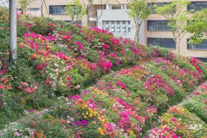玉龙公园花海