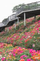 玉龙公园花海