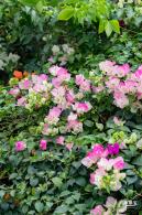 玉龙公园花海