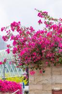女蜗滨海公园花海