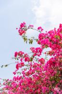 女蜗滨海公园花海