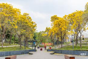 女蜗滨海公园花海