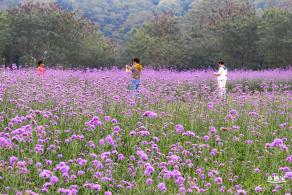 五指耙马鞭草花海