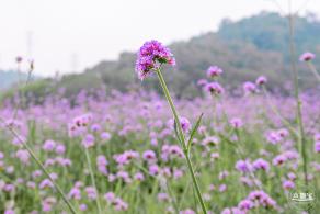 五指耙马鞭草花海