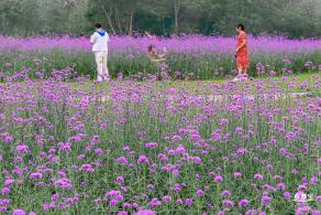 五指耙马鞭草花海
