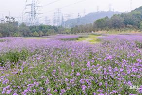 五指耙马鞭草花海