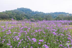 五指耙马鞭草花海