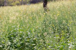 西丽生态公园油菜花