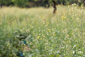 西丽生态公园油菜花