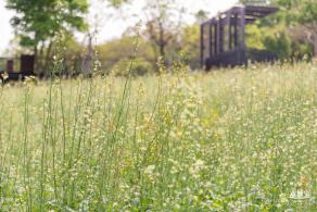 西丽生态公园油菜花