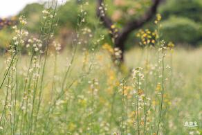 西丽生态公园油菜花