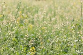 西丽生态公园油菜花