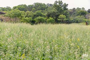 西丽生态公园油菜花