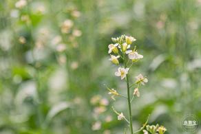 西丽生态公园油菜花