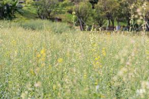 西丽生态公园油菜花