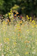 西丽生态公园油菜花