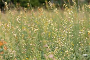 西丽生态公园油菜花
