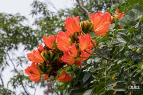 四海公园花旗木