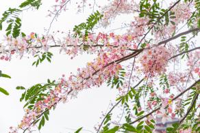 四海公园花旗木