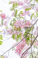 四海公园花旗木