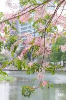 四海公园花旗木
