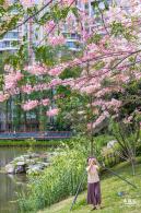 四海公园花旗木