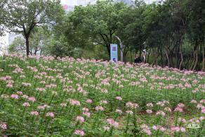 市民中心醉蝶花